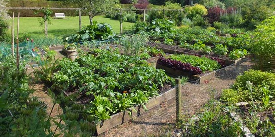 Thriving crops in raised beds. Vegetable garden, Malleny - near to Balerno, Edinburgh, Great Britain