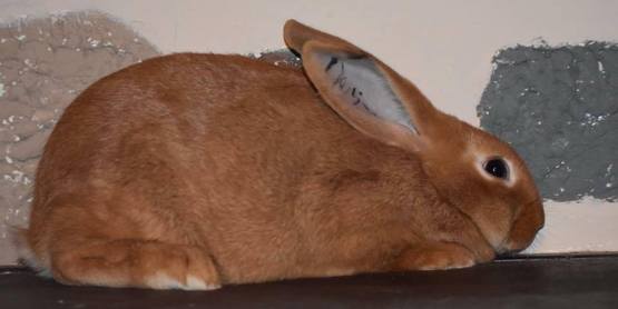 Red New Zealand Rabbit