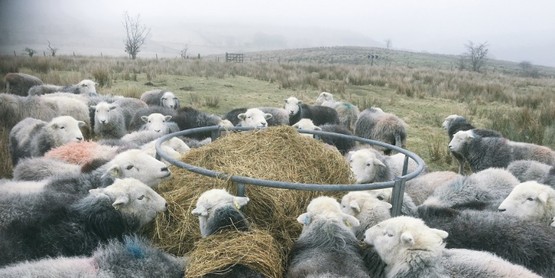 James Rebanks, Herdwick Sheep.  Author of the book “The Shepherd’s Life” 