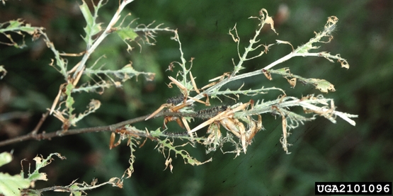 Gypsy Moth Defoliation 