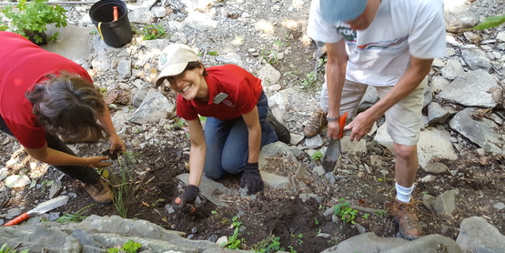 CCE educator and volunteers plant stabilizing vegetation in a flashy Finger Lakes stream.