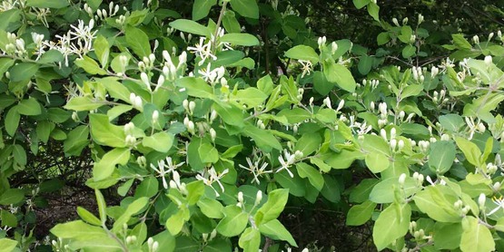 invasive honeysuckle photographed by a homeowner in Tompkins County, NY.