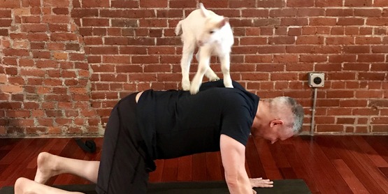 Goat Yoga 1