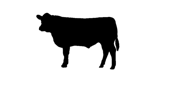 beef cow