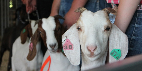 Goats