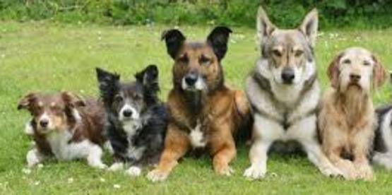 Dogs in Training