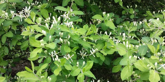 invasive honeysuckle photographed by a homeowner in Tompkins County, NY.