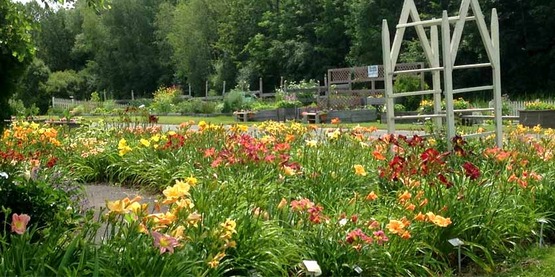 Daylilies are in top form at the Parker Scripture Botanical Gardens! Come visit them from dawn til dusk!