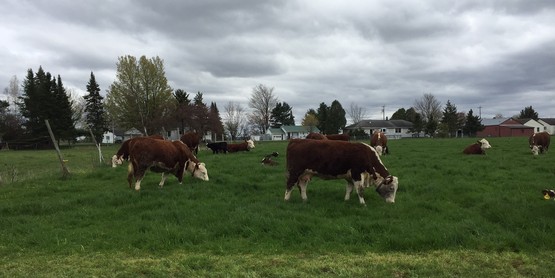 Adam Cook Farm