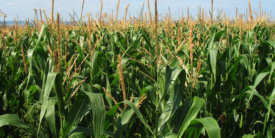 corn field