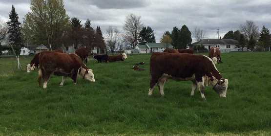 Adam Cook Farm