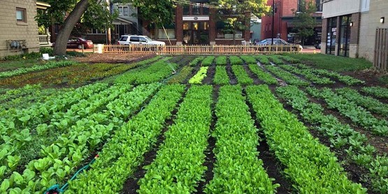 Urban agriculture