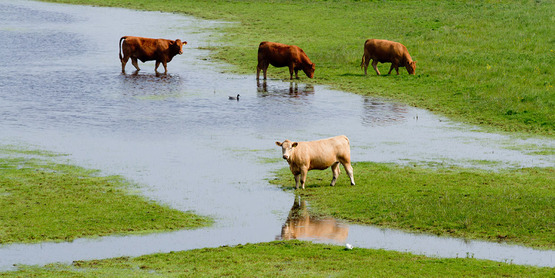 cows impacted by flood water