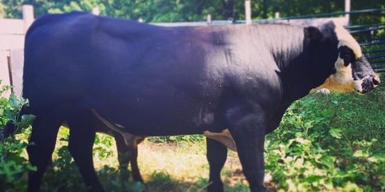 stumpy the steer