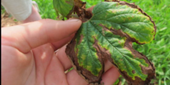 Hop Disease