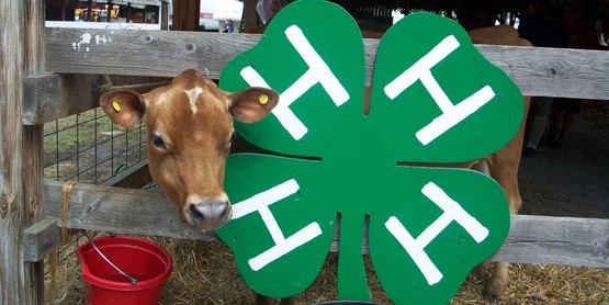 Dairy & 4-H