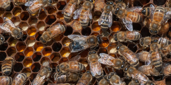 A queen Italian honey bee (large bee near center) in the USDA People's Garden Apiary in Washington, D.C.(USDA Photo).