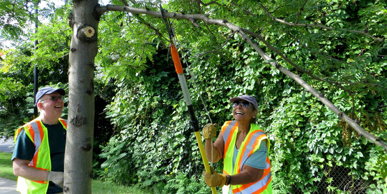 CommuniTree Stewards enjoy a summer morning pruning at the Inner Harbor