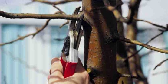 correct use of pruning shears