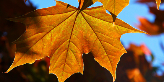 Maple Leaf