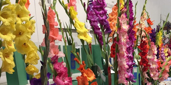 Gladiolas