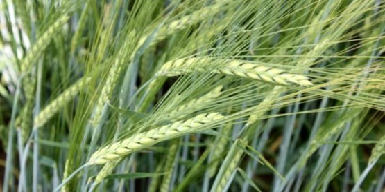 Grains