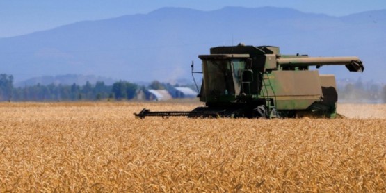 Grains