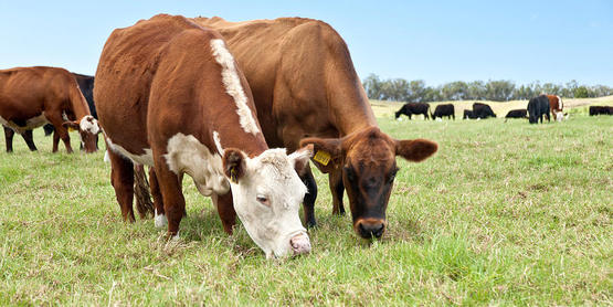 Beef Cattle Grazing In Pasture 