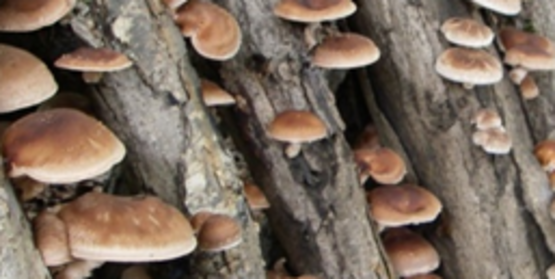 Shittake Mushroom