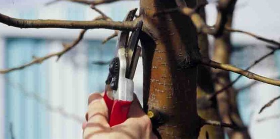 correct use of pruning shears