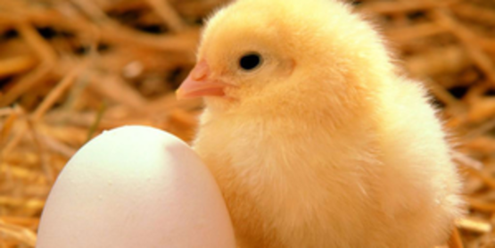 chickens
