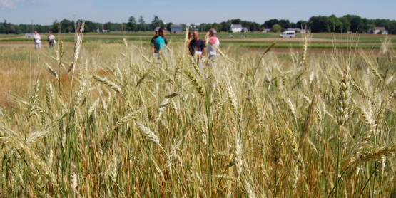 Hudson Valley Small Grains Field Day 2014