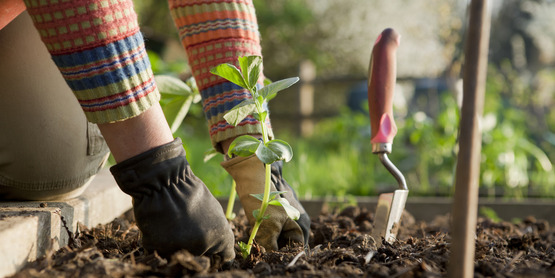 a gardener planting beans