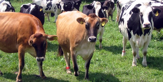 dairy cows at Lew-Lin Farm, Dryden NY