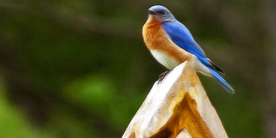 Bluebird