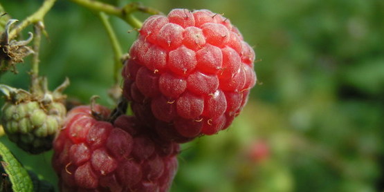 Raspberry on the vine