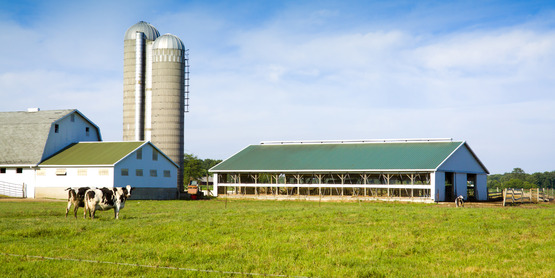 Dairy Farm