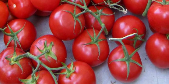 vine ripened tomatoes in a farmers' market in NYC, July 2014