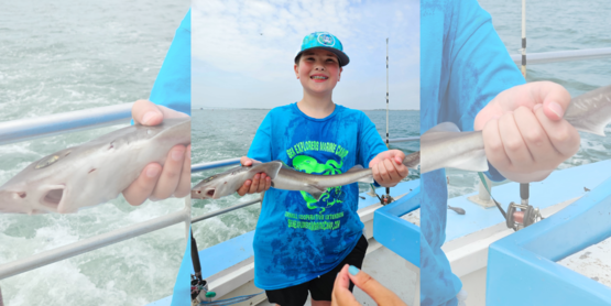 SEMC Maxx fish