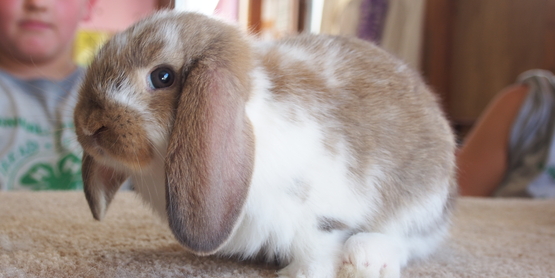 bunny 2 2019