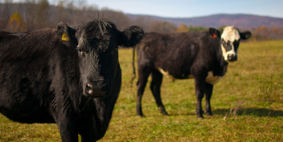Beef cattle at Polyface Farm, Va.