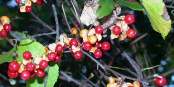 Oriental Bittersweet fruit