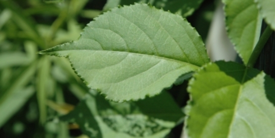 Oriental Bittersweet foliage