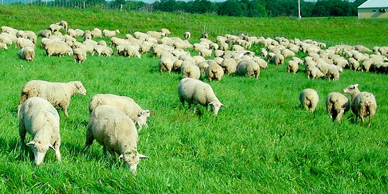 Sheep grazing, from the Cornell Sheep Program website