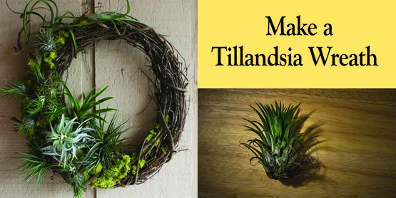 Make a Tillandsia Wreath