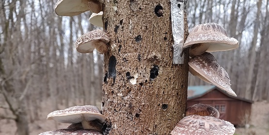 Introduction to Mushroom Cultivation, May 2, 2026, 9:00 am to Noon. CCE Ontario County
