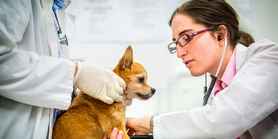 Vet Science Photo