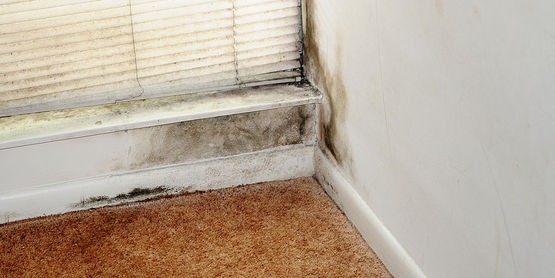 After flood waters recede, dangerous mold spores can begin to grow within 24 to 48 hours on a variety of household surfaces. 