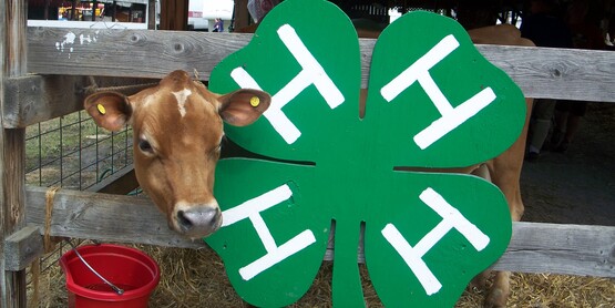 Dairy & 4-H