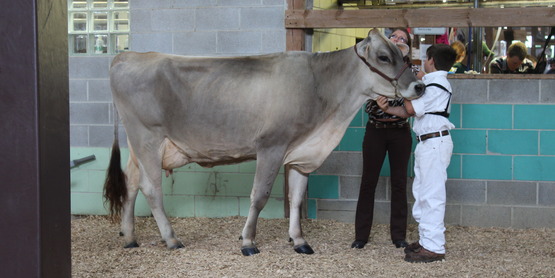 Dairy showing
